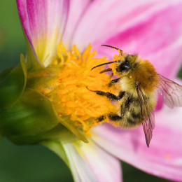 Biodiversité