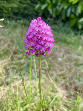 Photo 2 : Pyramide de velours - DESPRES Mathilde