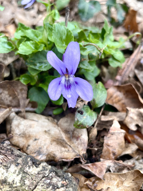 Photo 3 : Larme de printemps - DESPRES Mathilde