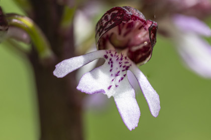 Photo 5 : Orchis pourpre - DUGAS Pierre
