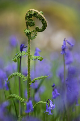 Photo 6 : Jacinthes de bois et crosse de fougère - GAUTHIER Bernard