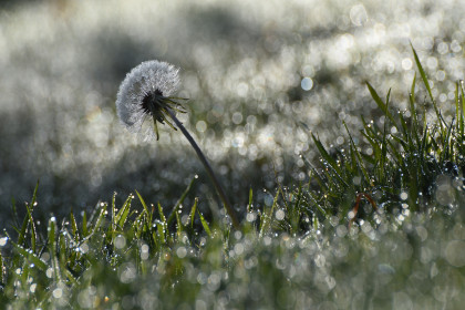 Photo 1 : Dans la rosée du matin - CHERRIER Gérard