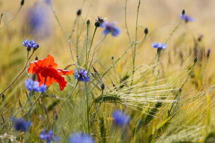 Photo 7 : Coquelicot et bleuets - GAUTHIER Bernard