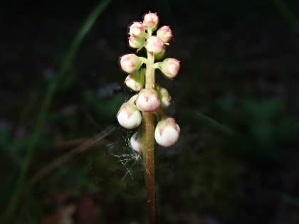 Photo 11 : Pyrola minor - AUBIER Michel