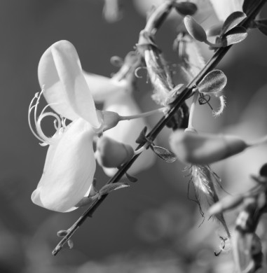 Photo 14 : Fleur de Genêt - PIOGER David