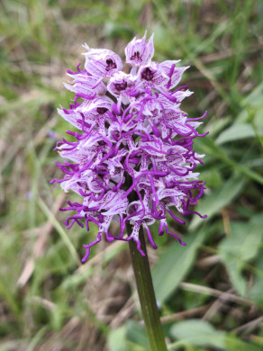 Photo 10 : Orchis singe - LEGAS Maryse