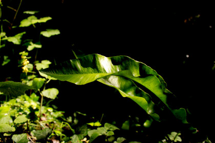  Photo 18 : Fougère nocturne - SCOTTODICARLO Sophie