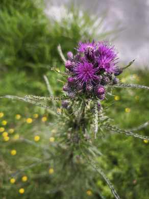 Photo 9 : Chardon à petits capitules - LEGAS Maryse
