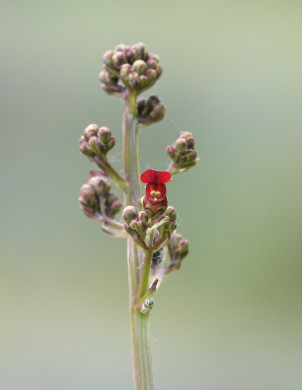 Photo 20 : Scrofulaire Aquatique - VISAGE Valérie