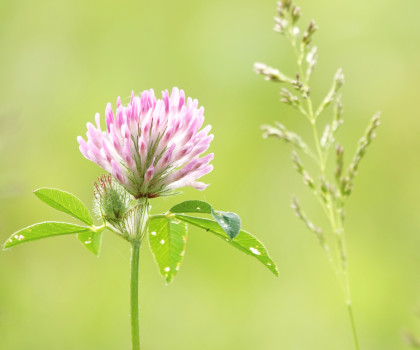 Photo 21 : Trèfle des prés - VISAGE Valérie