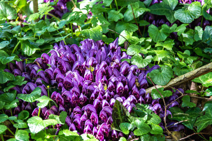 Photo 15 : Lathré clandestine en fleur après la montée des eaux - SILLÉ Rémy
