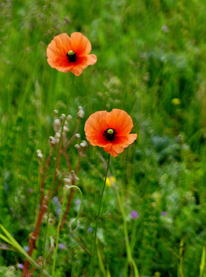 Photo 8 : Coquelicot - YVES-CADIOU Jean