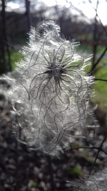 Photo 17 : Mise en lumière - SAUNEUF Barbara