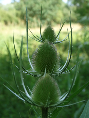 Photo 4 : Jeunes Chardons - DOLEANS Guy